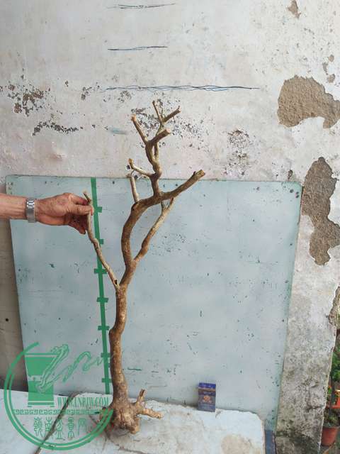 IMG20170512090134.jpg