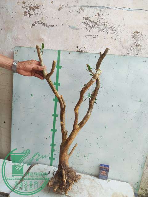 IMG20170512090243.jpg