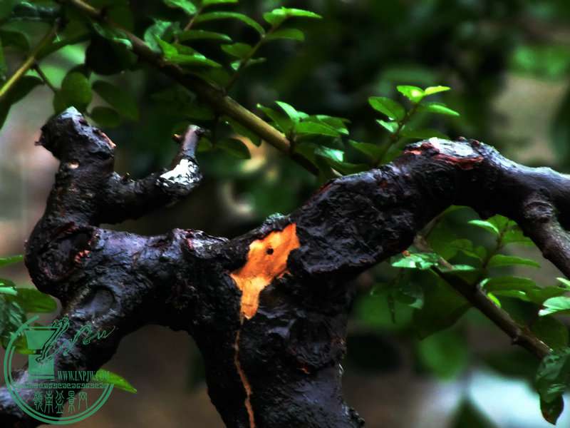 DSCF3237.JPG