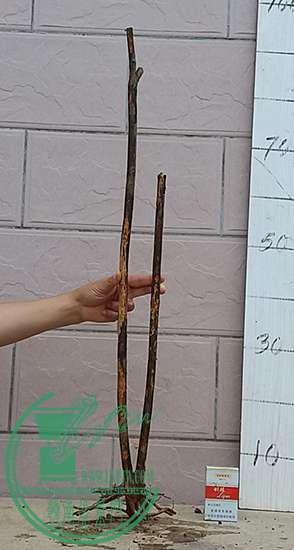 20170513_174532_mh1494675096786.jpg