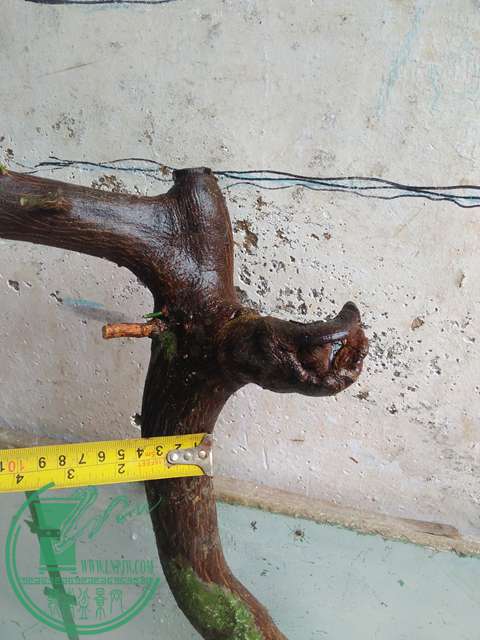 IMG20170513105957.jpg