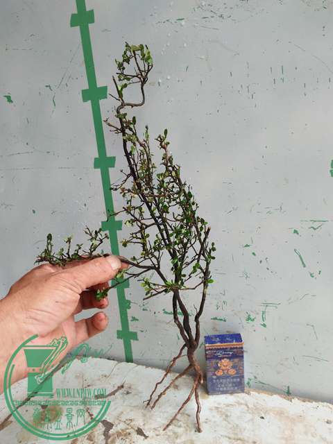 IMG20170513112326.jpg