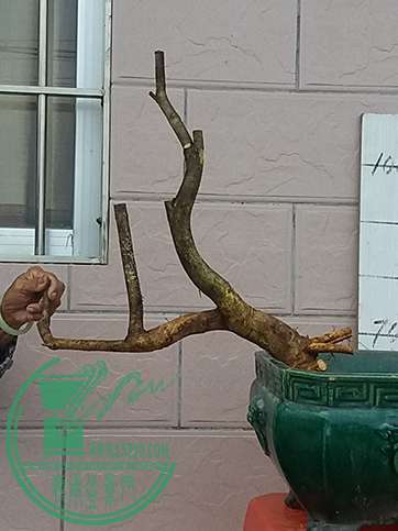 20170518_181859_mh1495106908020.jpg