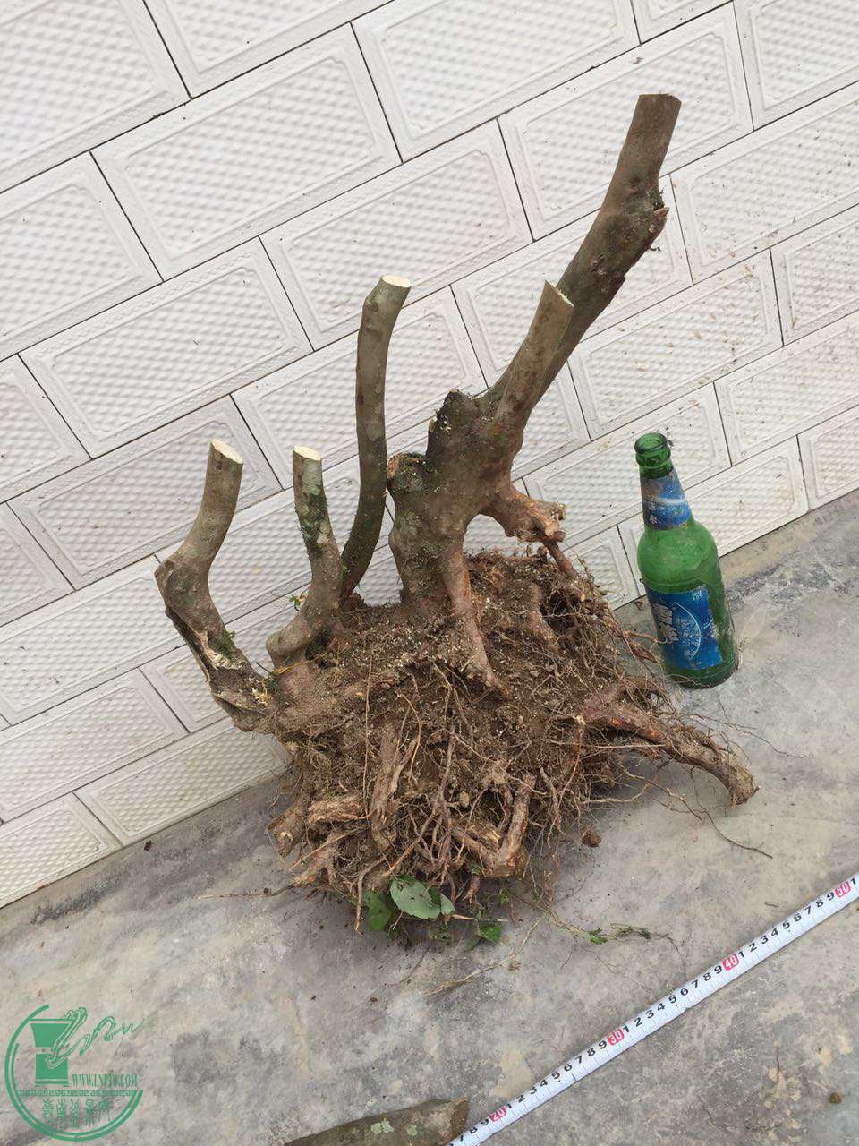31.jpg