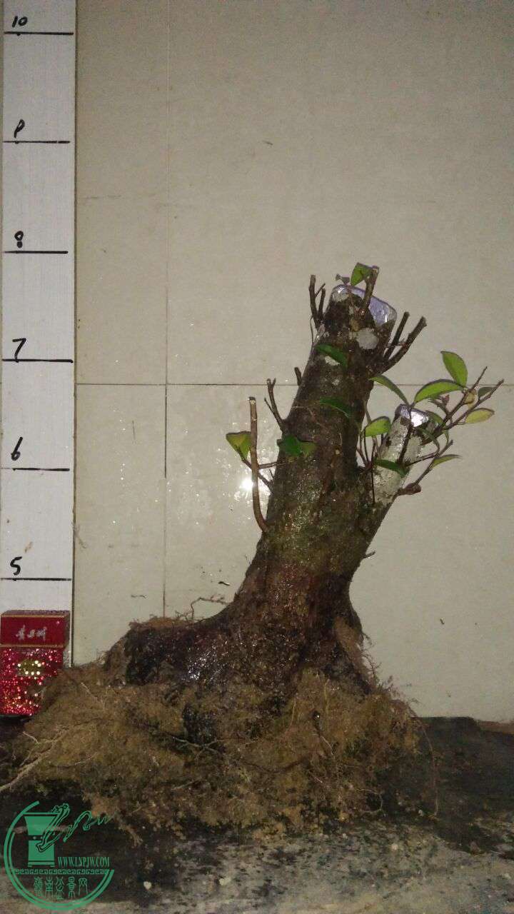 QQͼƬ20170520203325.jpg