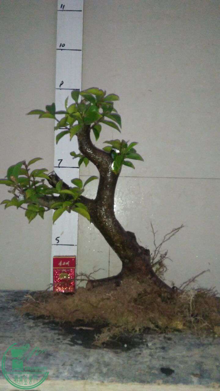 QQͼƬ20170520203340.jpg