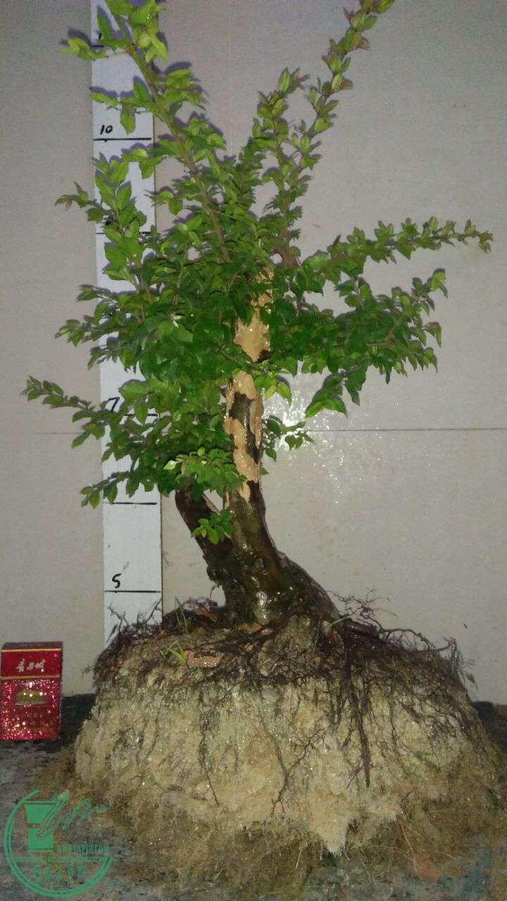 QQͼƬ20170520203300.jpg