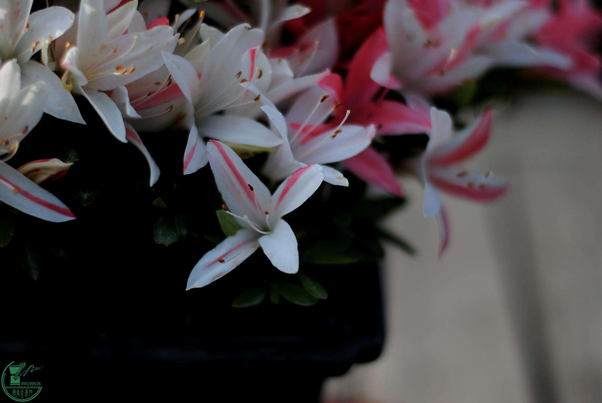 DSC_1106.JPG