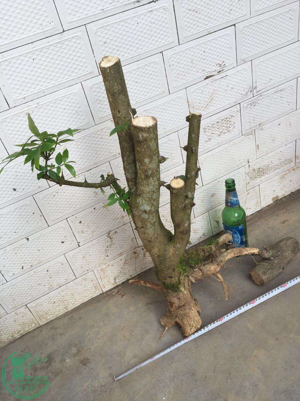 25.jpg