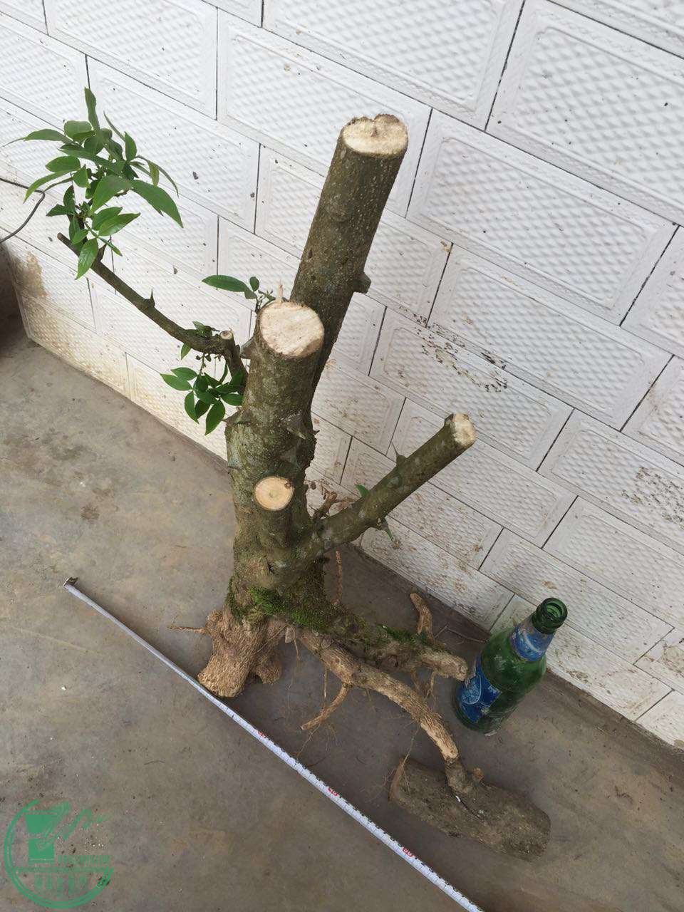 27.jpg