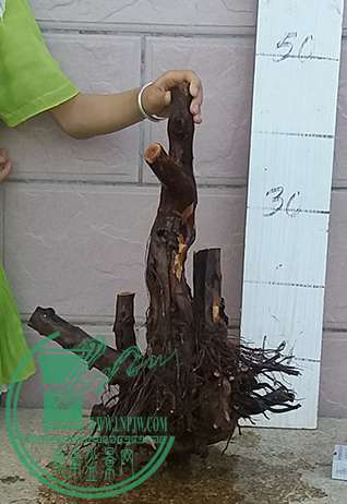 20170529_183333_mh1496058000744.jpg
