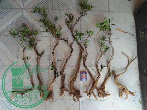 IMG20170529130145.jpg
