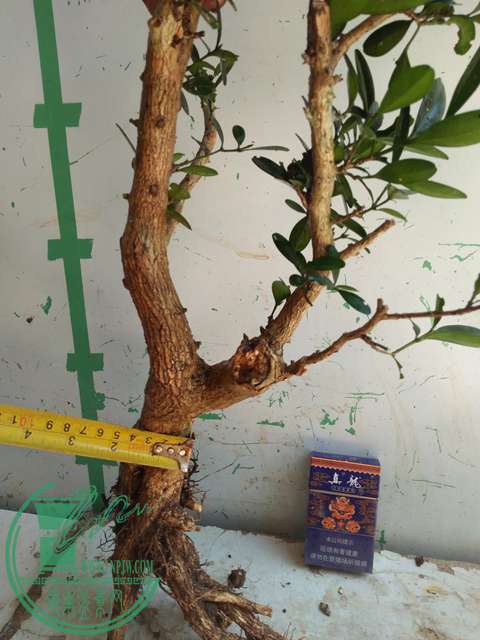 IMG20170529134117.jpg
