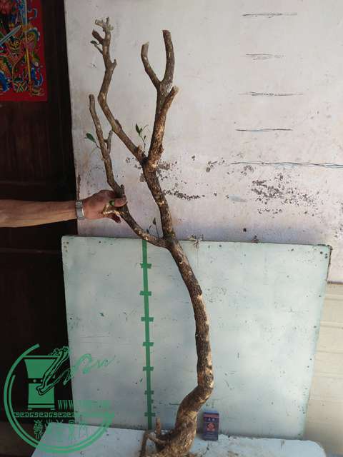 IMG20170529134227.jpg