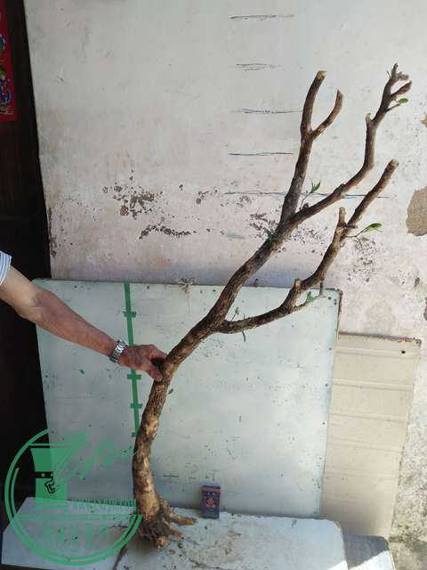 IMG20170529134249.jpg