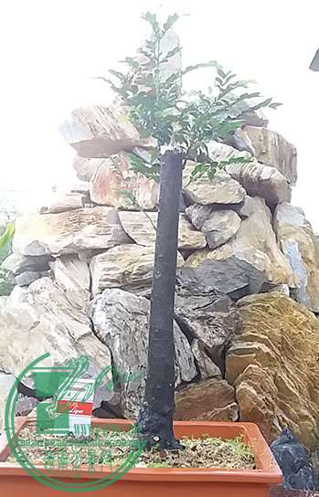 20170530_190704_mh1496145316946.jpg