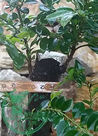 20170530_190600_mh1496145299587.jpg