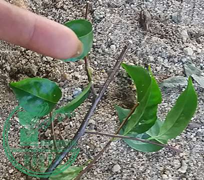 20170605_174459_mh1496663264646.jpg