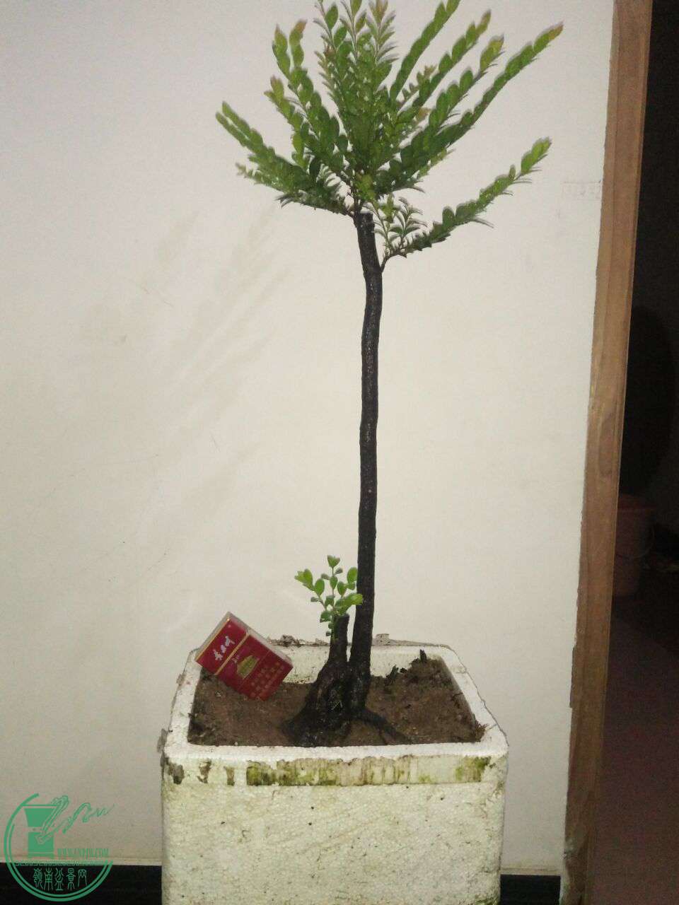 QQͼƬ20170610205419.jpg