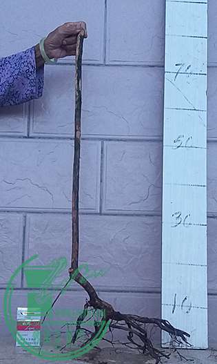 20170611_175545_mh1497181725525.jpg