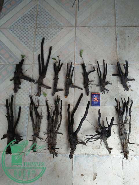 IMG20170611102800.jpg