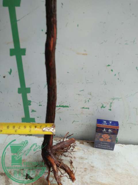 IMG20170611103433.jpg