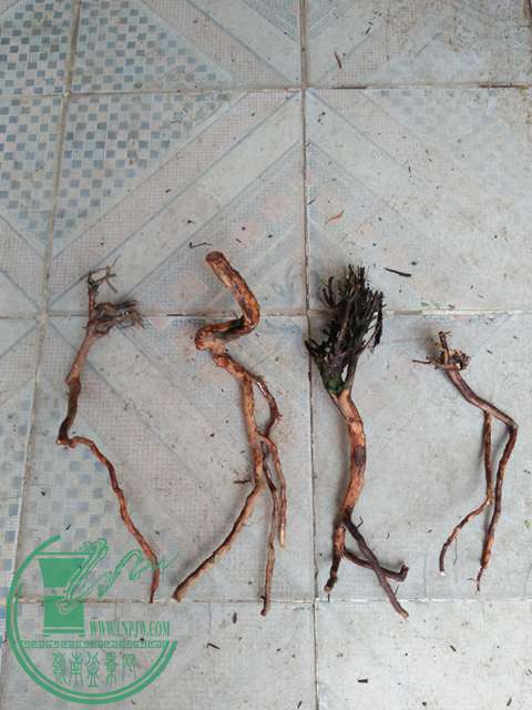 IMG20170611104435.jpg