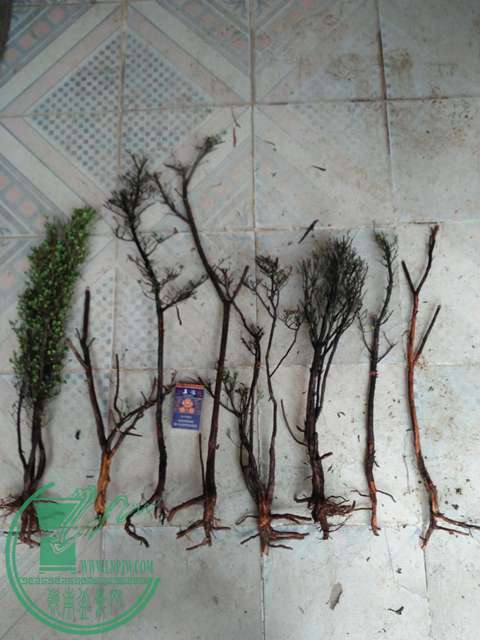 IMG20170611103951.jpg