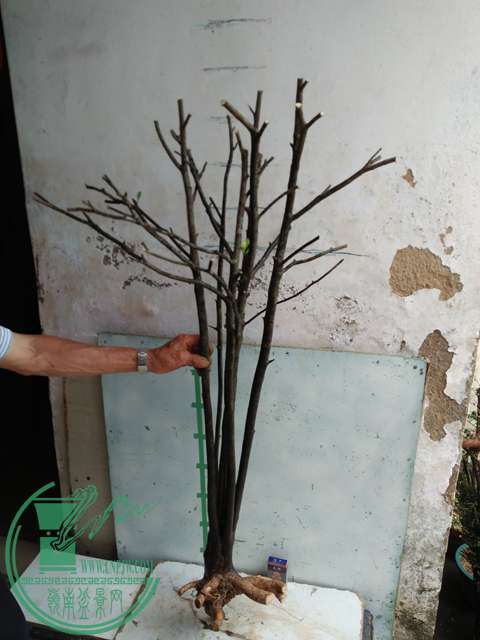 IMG20170611103238.jpg