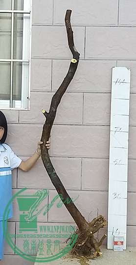 20170615_181700_mh1497525750115.jpg