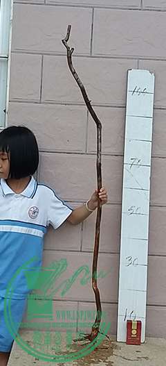 20170616_182414_mh1497613235195.jpg