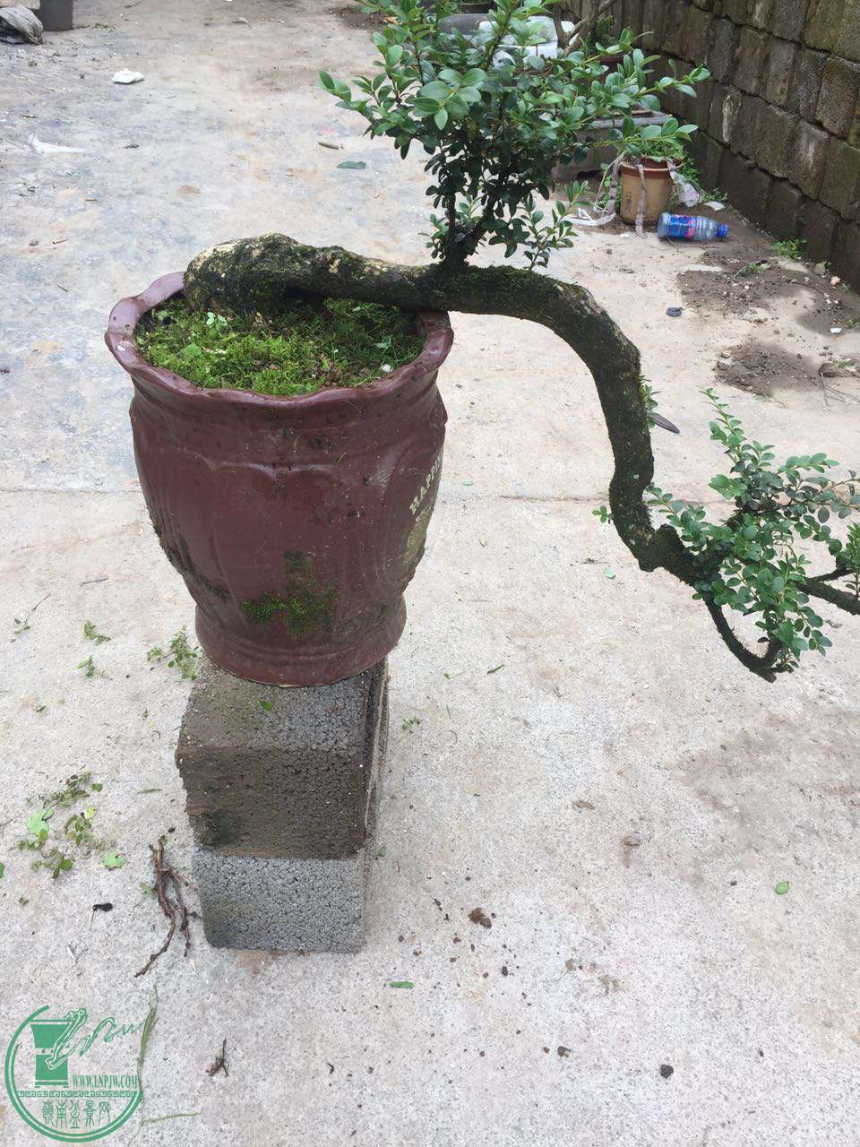 17.jpg