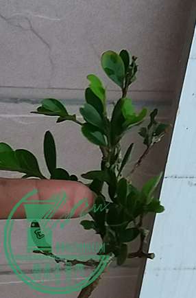 20170617_180949_mh1497698549355.jpg