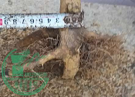 20170617_182048_mh1497699087888.jpg