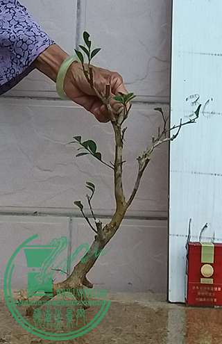 20170617_181924_mh1497698957728.jpg