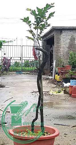 20170619_181302_mh1497872781678.jpg