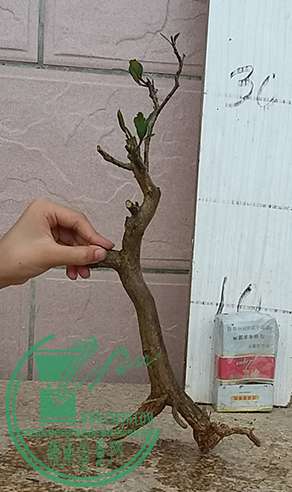 20170623_181816_mh1498218629025.jpg