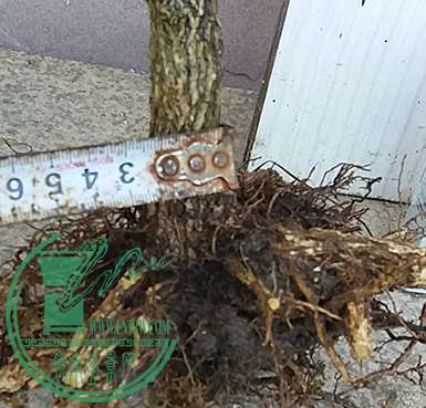20170624_175452_mh1498391304824.jpg