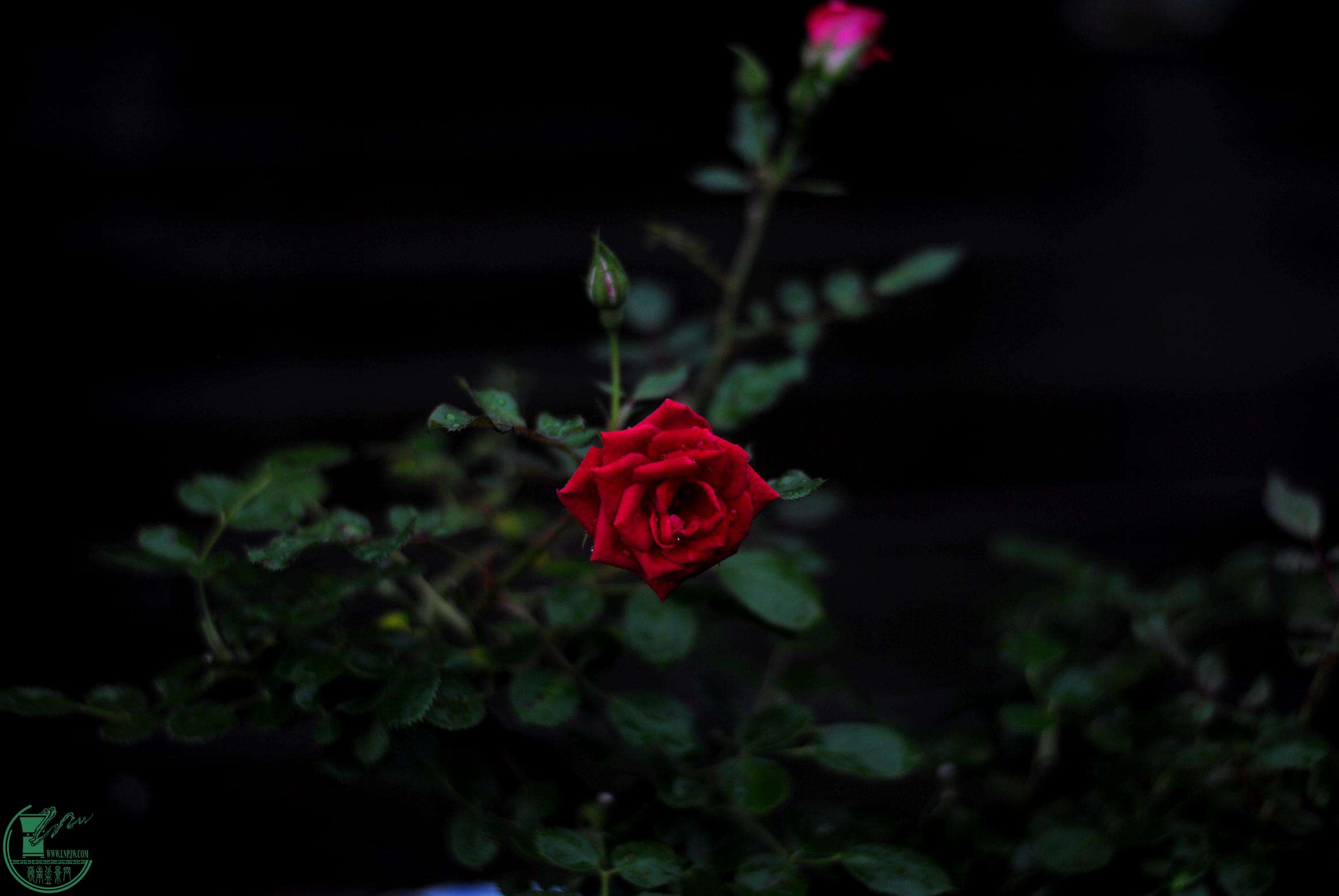 DSC_2678.JPG