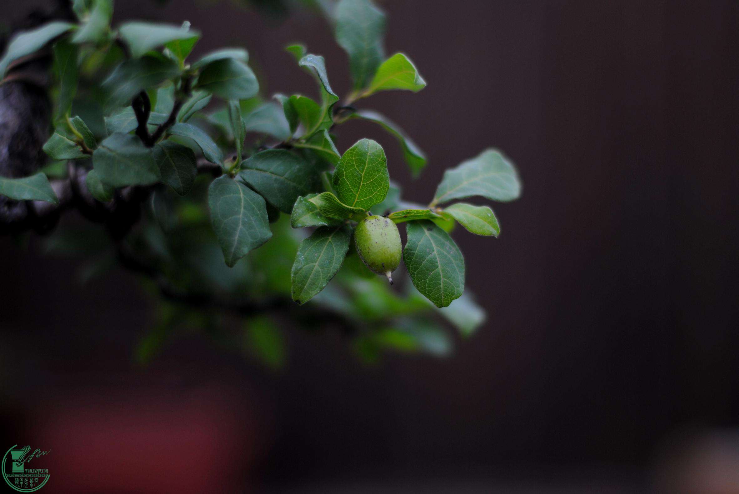 DSC_2608.JPG