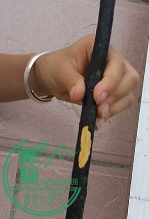 20170627_183826_mh1498564175315.jpg