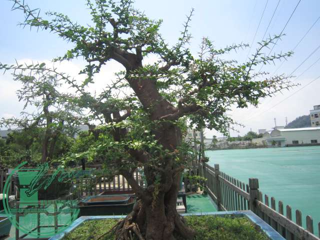 IMG_5937.JPG
