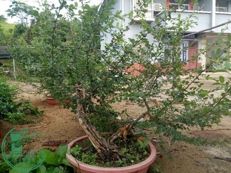 IMG20170703073137.jpg