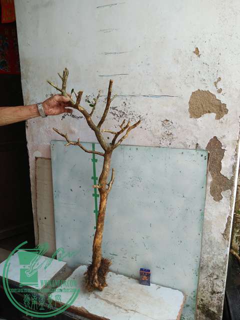 IMG20170710085039.jpg