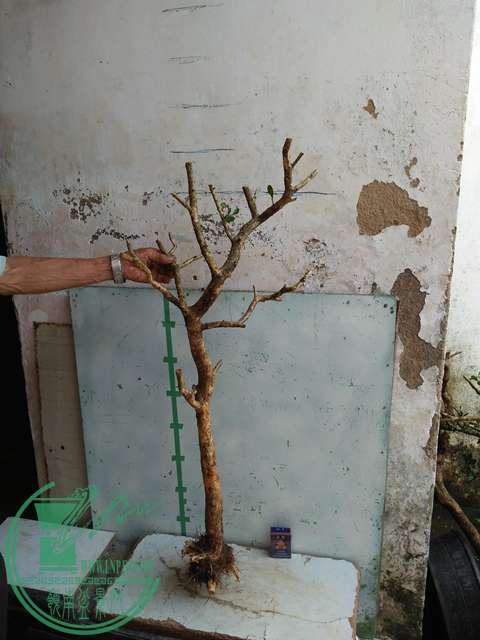 IMG20170710085055.jpg