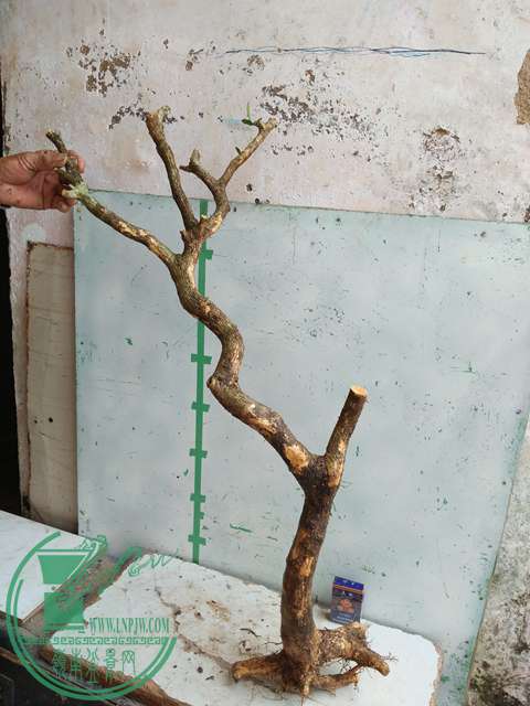 IMG20170710085821.jpg