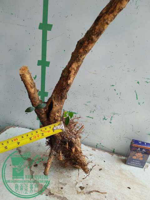 IMG20170710085717.jpg