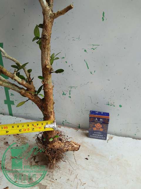 IMG20170710085857.jpg