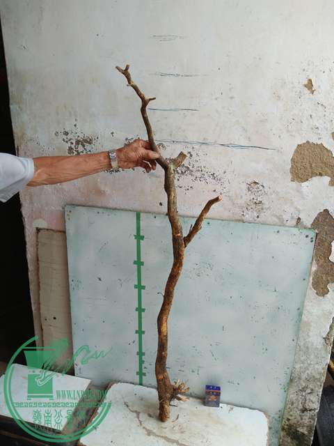 IMG20170710085159.jpg