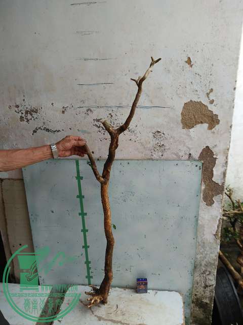 IMG20170710085213.jpg